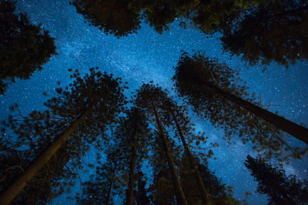 istock Milky Way Night Sky - Above the Treetops 1153339169
