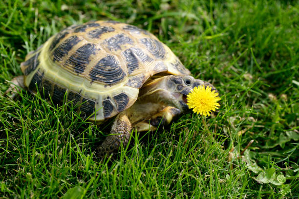 tortuga rusa en hierba verde comiendo un diente de león - turtle grass fotografías e imágenes de stock