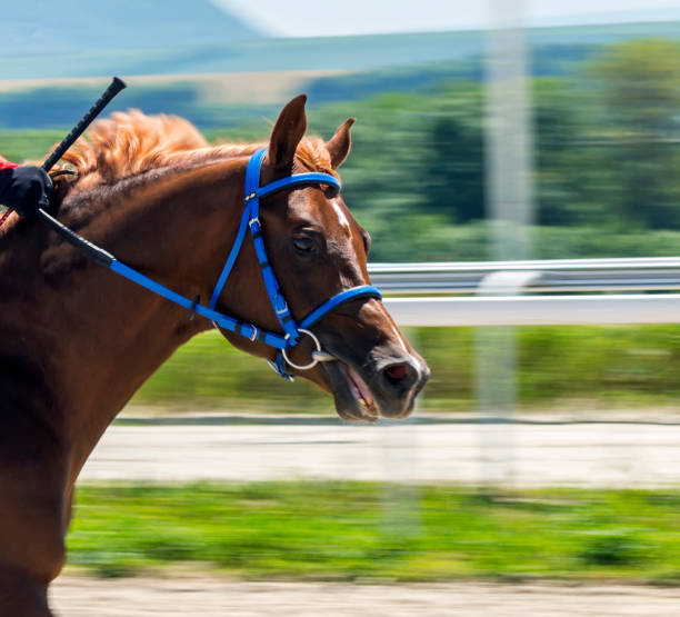 istock Horse race in Pyatigorsk. 1153340162