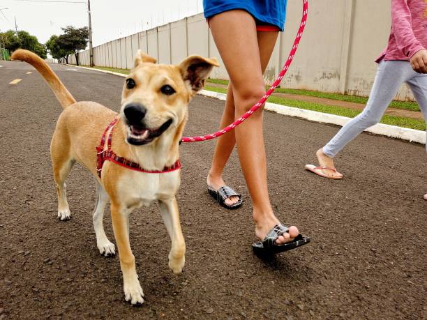 istock children and dog walking 1153341111