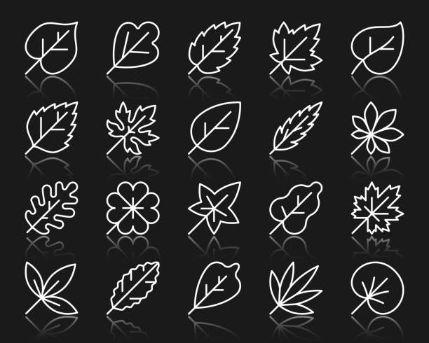 ilustraciones, imágenes clip art, dibujos animados e iconos de stock de organic leaf iconos de línea blanca simple vector conjunto - elm tree