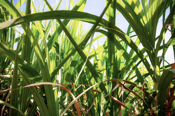 istock Leaves of sugarcane at sunlight. 1153343082