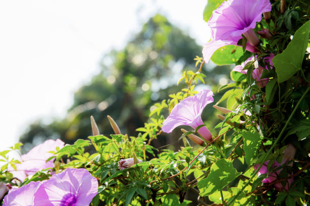 istock Purple flower on fence. 1153343087