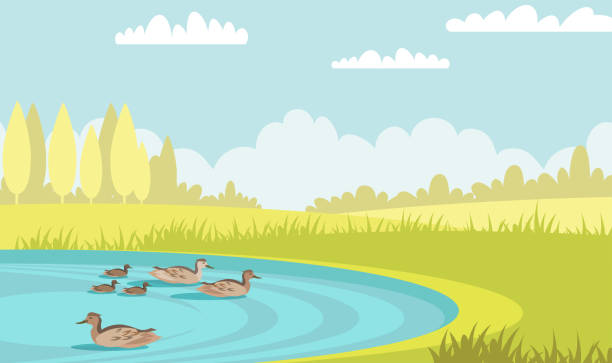 Wild ducks swim in pond flat vector illustration Wild ducks swim in pond flat vector illustration. Tranquil mallards with ducklings. Waterbird family in lake. Summer scenery green meadow with trees and poultry in water. Mother bird with babies mallard duck stock illustrations
