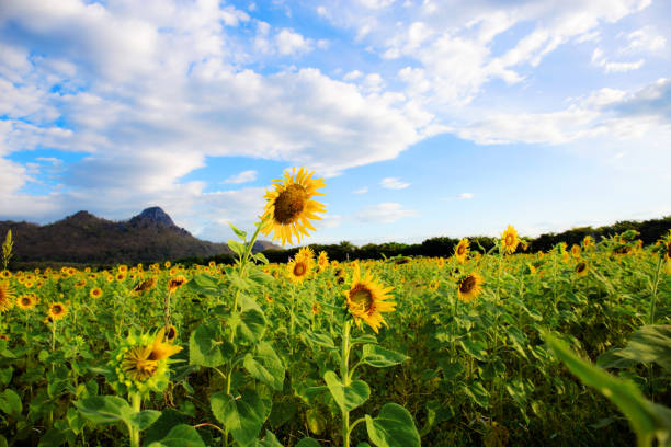 istock Sunflower on field with sky. 1153343182