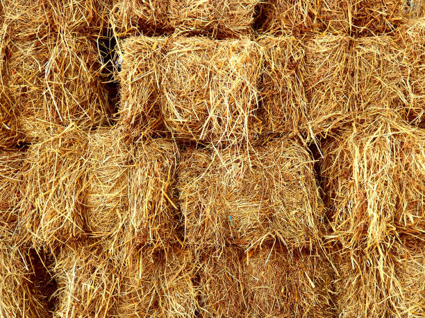 istock Rice straw for animal 01 1153343306