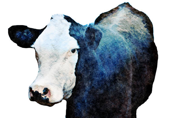 istock Watercolor Illustration of a Cow 1153346372