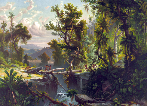 Vintage illustration features a South American forest.