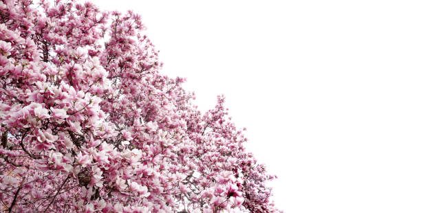 fleurs d’arbre de magnolia - magnolia tree blossom spring photos et images de collection