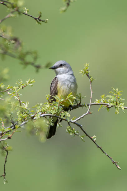 istock Western Kingbird Bird Perched on Tree Branch with Green Spring Leaves 1153355215