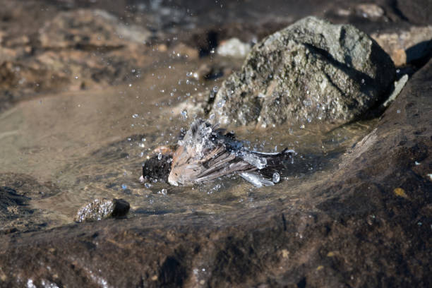 istock Dark-Eyed Junco Bird Bathing in Puddle of Water on Boulder 1153355240