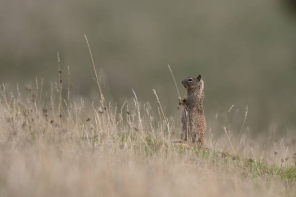 istock California Ground Squirrel Standing Guard Among Yellow Grass in Meadow During Fall/Autumn 1153355455