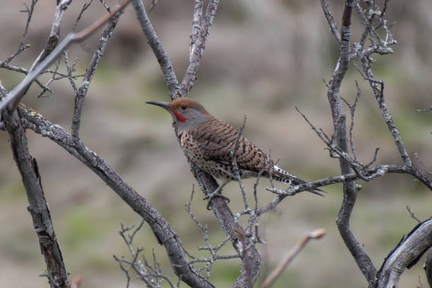 Male Red-Shafted Northern Flicker Bird Perched on Tree Stem