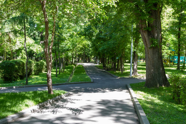 istock alley in the park in spring 1153356696