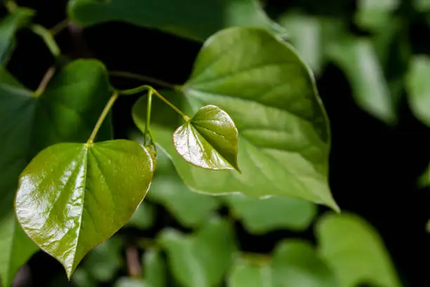 leaf of iuda tree glistening in the sun