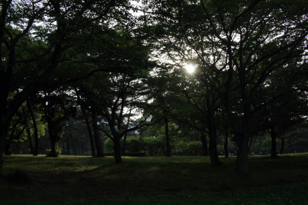 istock The trees and sun ray during the start of spring season 1153360909