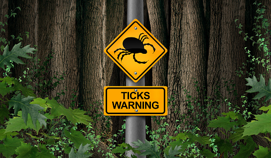 Tick parasite warning as signage or danger sign as a scary illness carrier bug mite as a risk for lyme disease in the wild with 3D illustration elements.