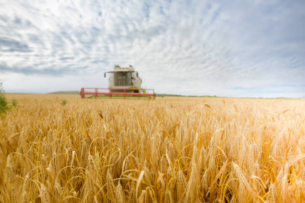 istock harvesting cereals in the fields 1153361798