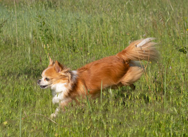 istock running chihuahua 1153361843