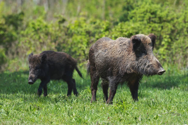 istock A wild boar family on green grass 1153365845