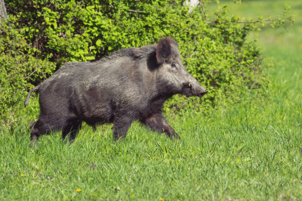 istock Wild boar running over a meadow in the morning 1153365964