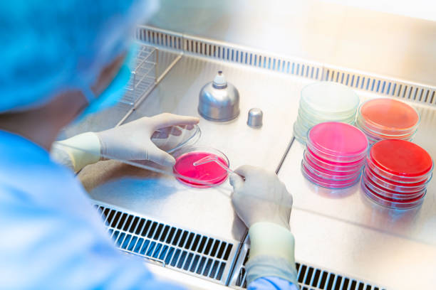 istock Hands of scientists are working on research.Bacteria in agar sheets, laboratory tests for infection, growth of Gram-negative bacteria, Gram-negative bacteria, Gram-positive bacteria, alpha 1153366041