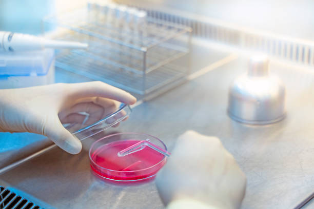 Hands of scientists are working on research.Bacteria in agar sheets, laboratory tests for infection, growth of Gram-negative bacteria, Gram-negative bacteria, Gram-positive bacteria, alpha las manos de los científicos están trabajando en la investigación. bacterias en las hojas de agar, pruebas de laboratorio para la infección, crecimiento de bacterias gram-negativas, bacterias gram-negativas, bacterias gram-positivas, alfa
