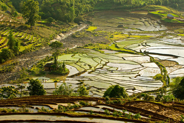 istock Nice view of terraced fields full of water. 1153366972