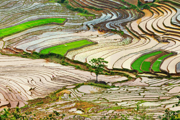 istock Nice view of terraced fields full of water. 1153366982