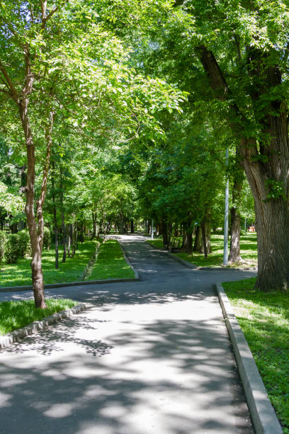 istock alley in the park 1153367200