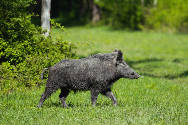 istock Wild boar in green grass 1153367271