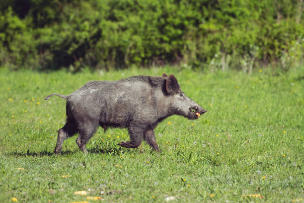 istock Wild boar running over a meadow in the morning 1153367332