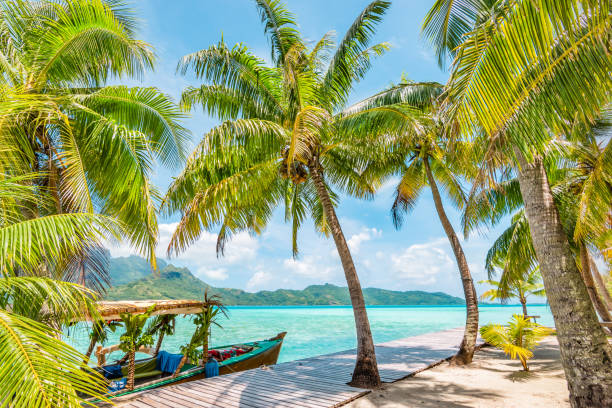 Palm trees on Bora Bora Island. Beautiful summer landscape with coconut palm trees on tropical Island of Bora Bora, French Polynesia. Decorated tourist boat moored at wooden quay. polynesia photos stock pictures, royalty-free photos & images