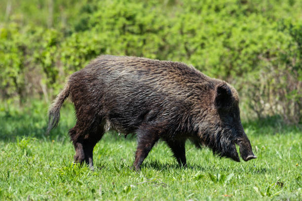istock Wild boar in green grass 1153367981