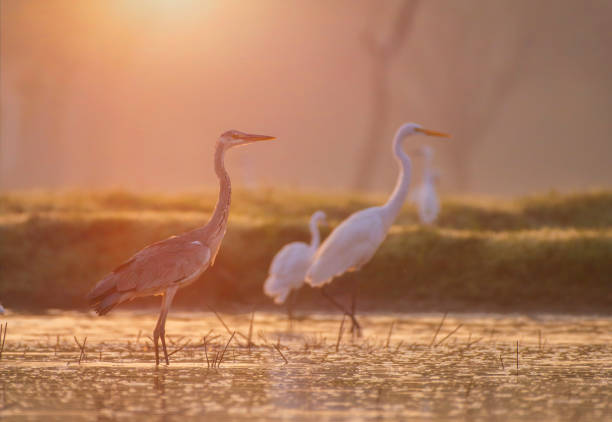 istock Grey heron in wetland at sunrise 1153368014