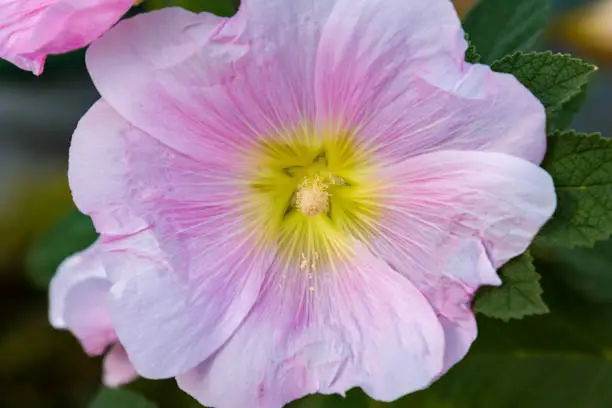 Bright pink hollyhock flower in garden. Mallow flowers. Shallow depth of field. Selective focus. Mallow flower