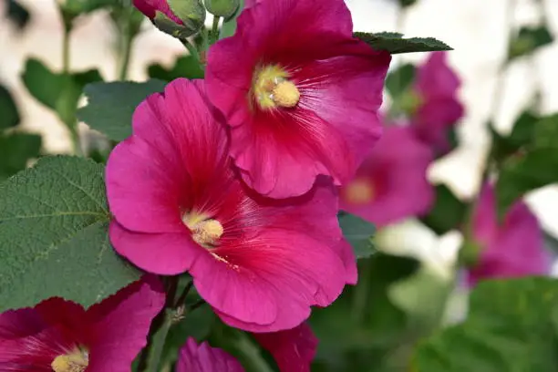 Bright pink hollyhock flower in garden. Mallow flowers. Shallow depth of field. Selective focus. Mallow flower