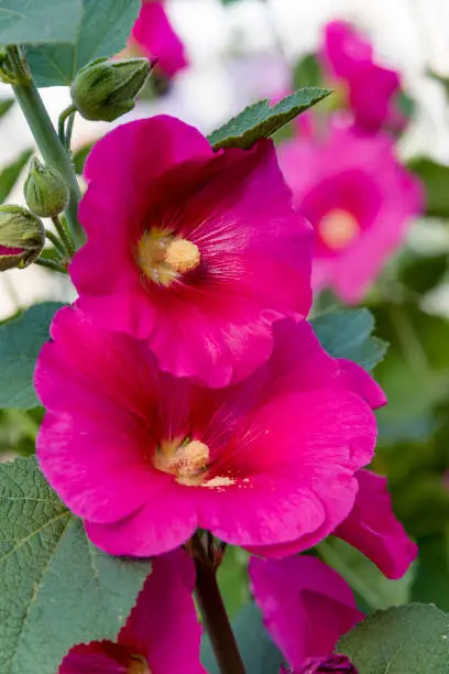 Bright pink hollyhock flower in garden. Mallow flowers. Shallow depth of field. Selective focus. Mallow flower