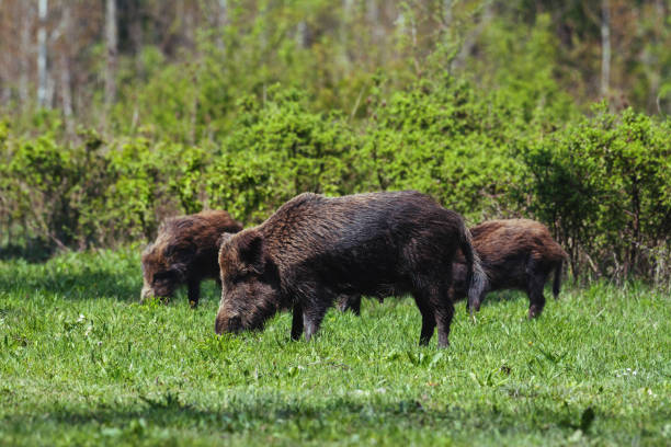 istock A wild boar family on green grass 1153368162