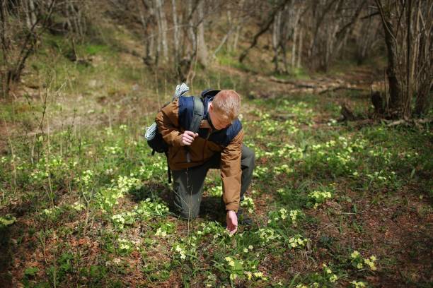 istock Man touches the primrose flowers with his hand 1153368323