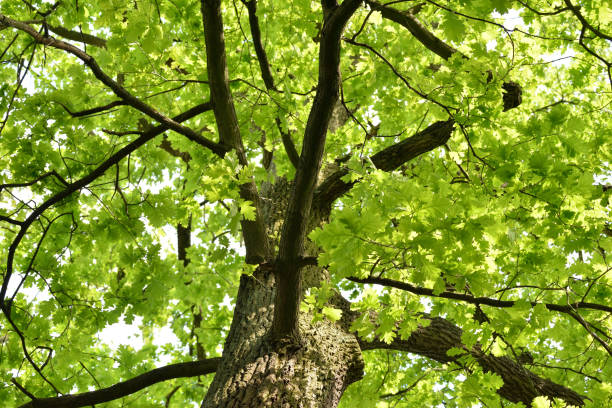 istock Branches of the huge old oak. 1153368741