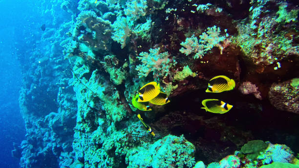 istock Colorful sea bottom. Underwater scenery 1153368770