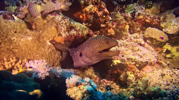 istock Colorful sea bottom. Underwater scenery 1153369354