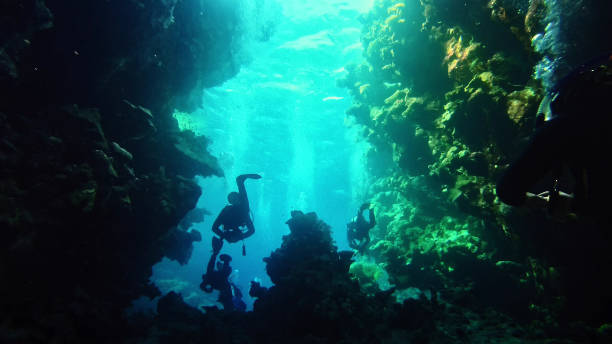 istock Underwater life. Diving near coral reef 1153369365