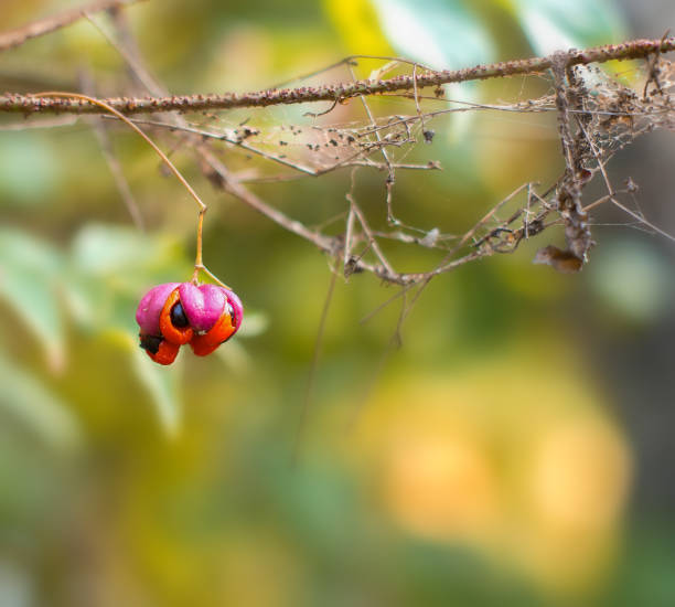 baie rouge sauvage de forêt sur une branche couverte dans des toiles d'araignée se ferment vers le haut - uncultivated autumn berry fruit branch photos et images de collection