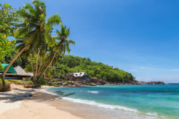 istock Vacation tropical beach with coconut palms 1153369724