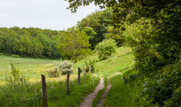 istock Paths and Walking Routes through Jutland in the Summertime 1153370217