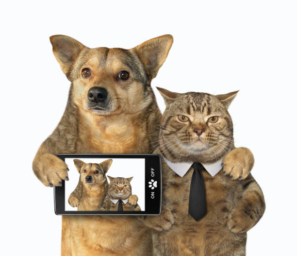 istock Dog and cat made selfie 2 1153371134