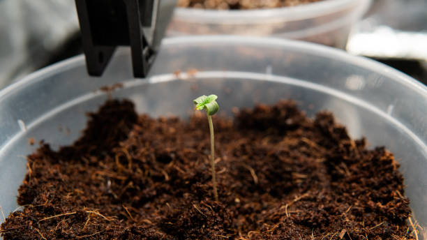 istock Growing Marijuana in Small Spaces. CBD and THC elements in Cannabis, cannabinoids, and health 1153372444