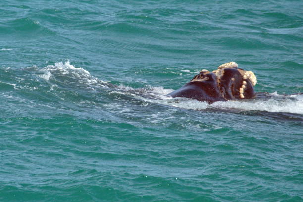 istock Head of a Southern Right Whale 1153372682